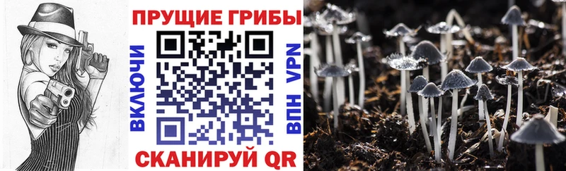 Галлюциногенные грибы Magic Shrooms  Купить закладки  Горно-Алтайск 